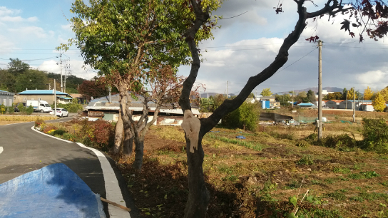 [�ϱ�/�ϻ�] Ʈ���ͷ� �η��߸� ȫ��ǳ